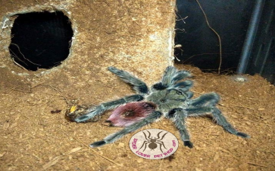 TRIXOPELMA OCKERTI FEMALE TARANTULA